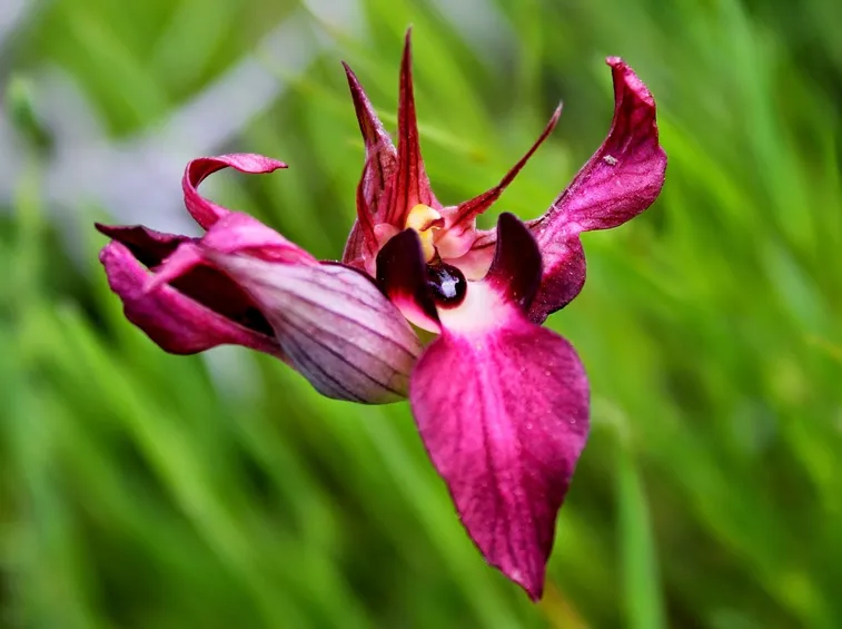 Serapias lingua