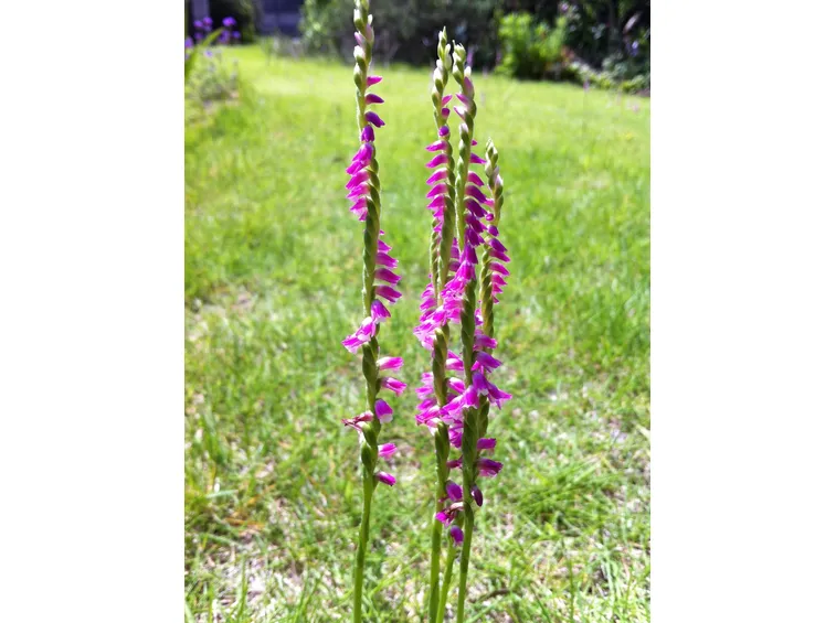 Spiranthes