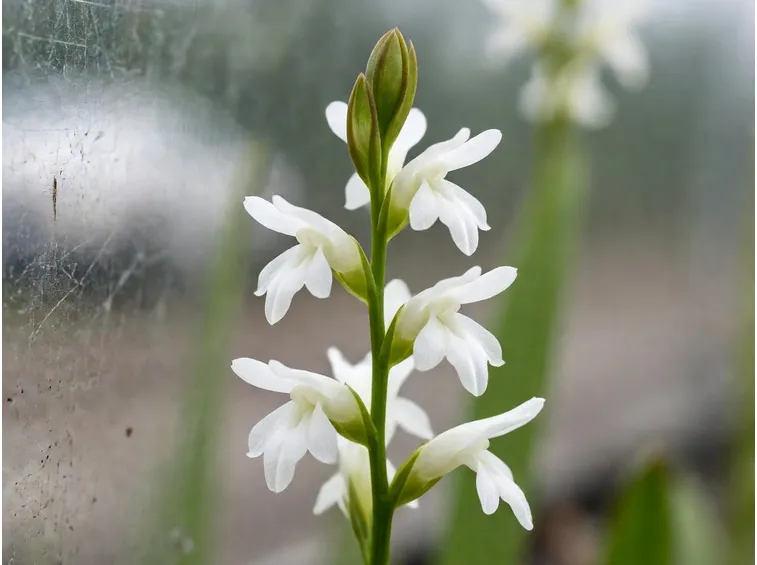 infiorescenza Spiiranthes