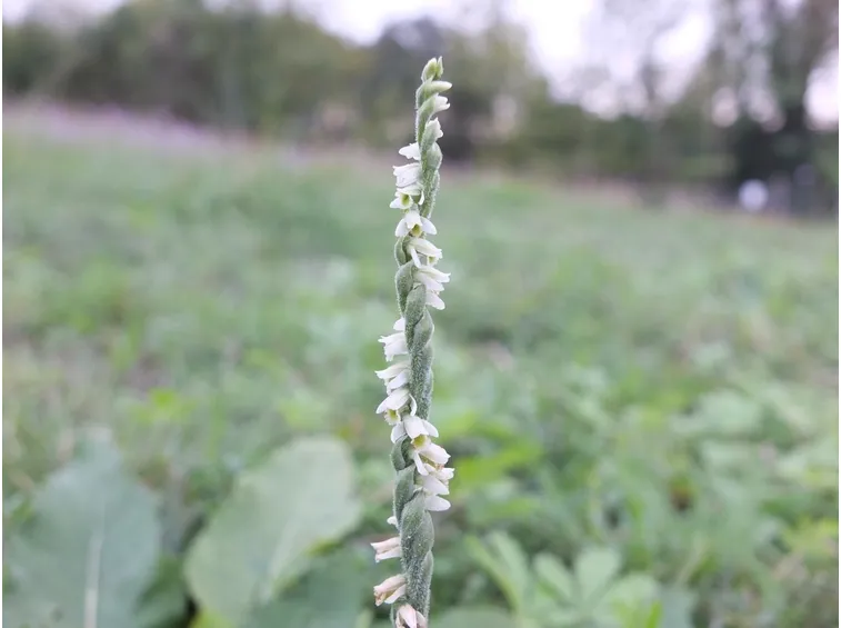 orchidea