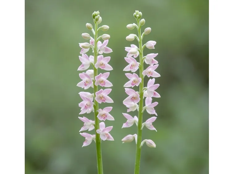 orchidea