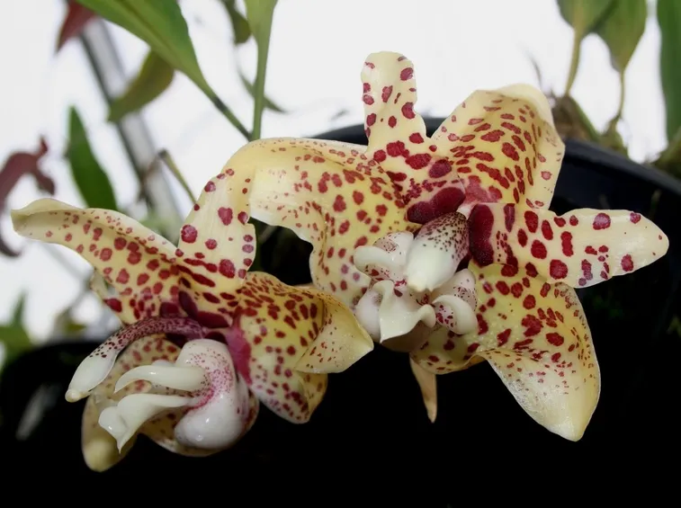 fiori stanophea
