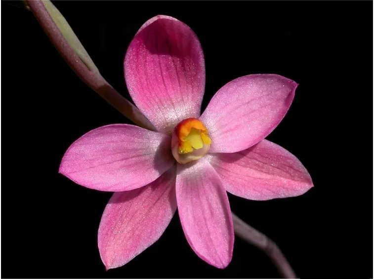 orchidea