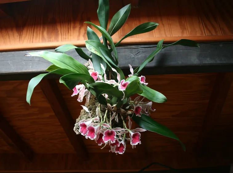 orchidea