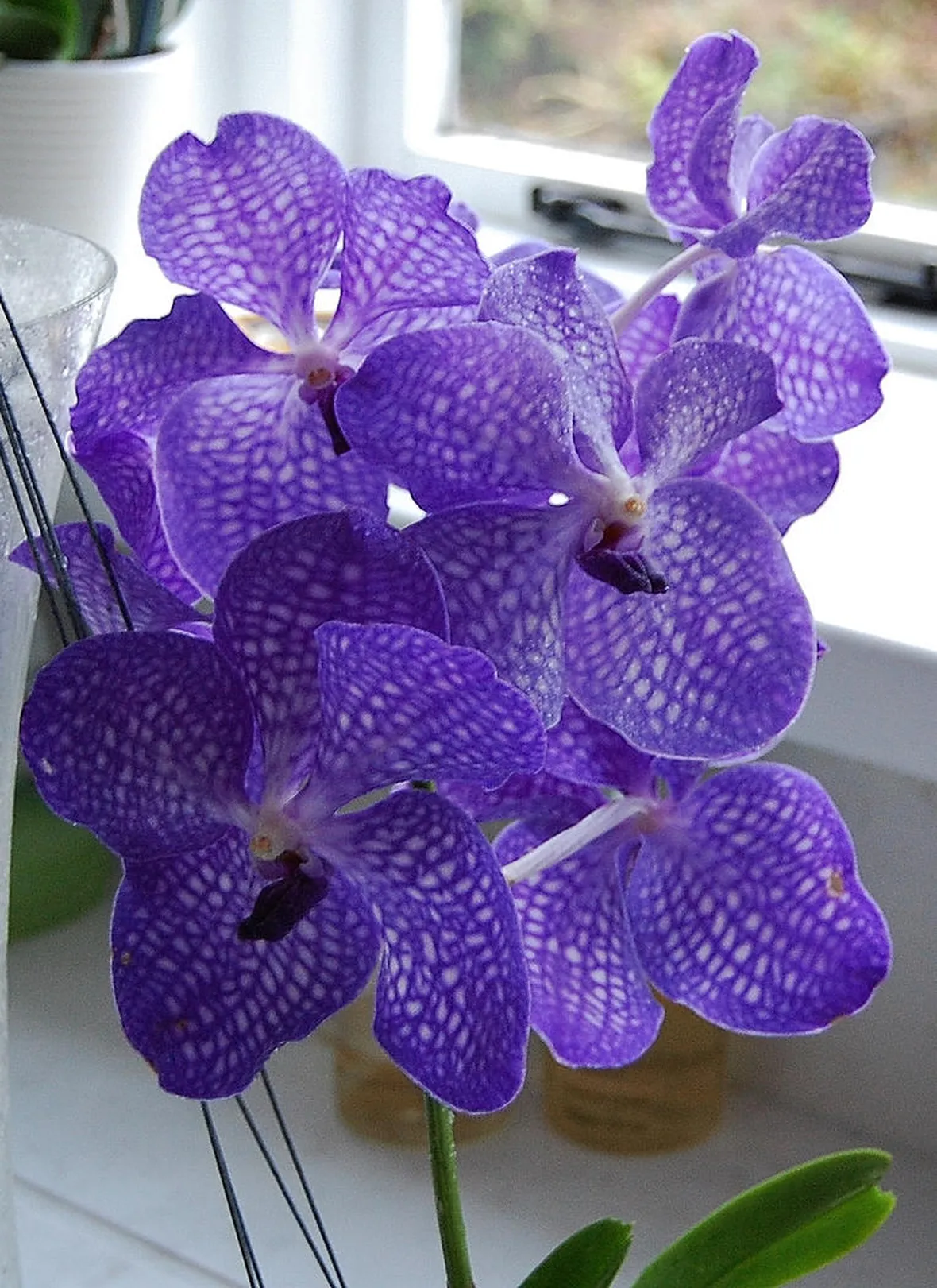 Orchidea Vanda