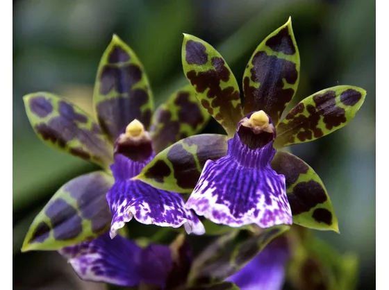 Zygopetalum