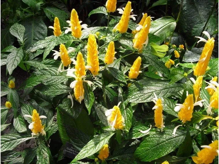 Pachystachys