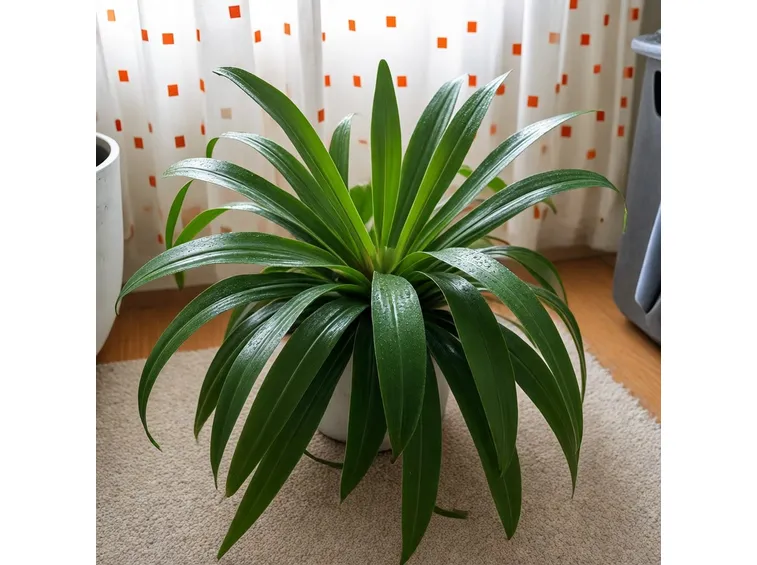 Pandanus