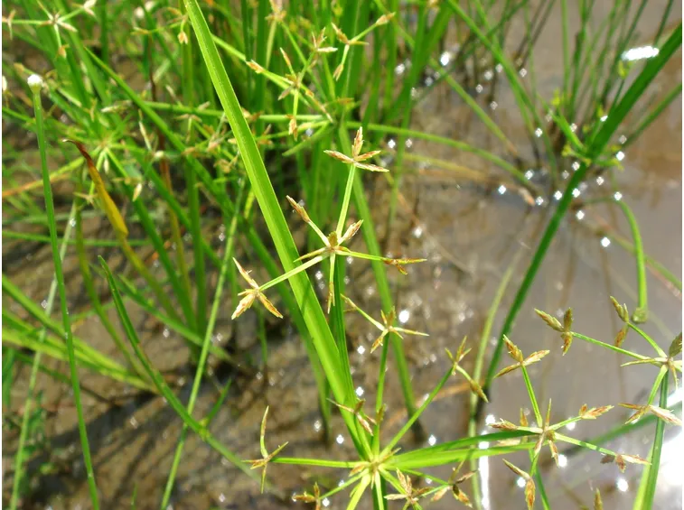Papiro