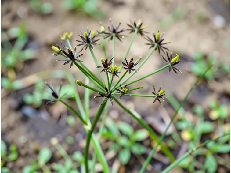 Cyperus niger