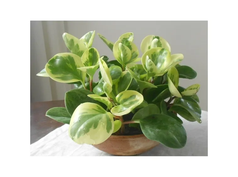 peperomia obtusifolia