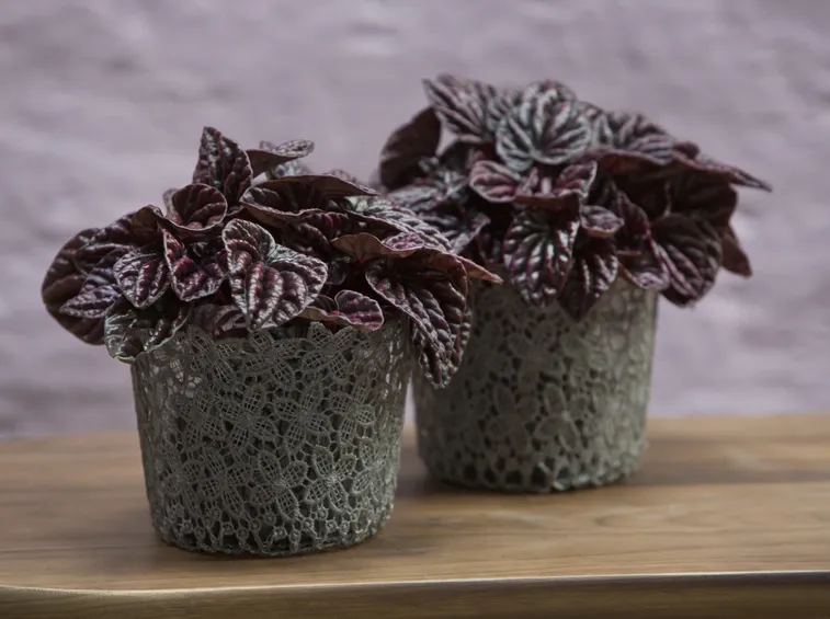 Peperomia in vaso