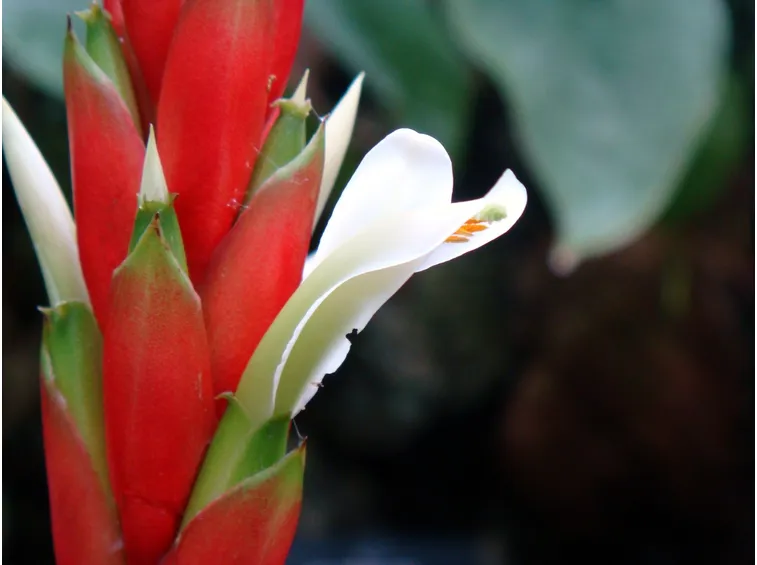 Pitcairnia