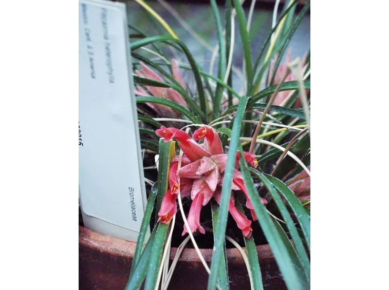 pitcairnia