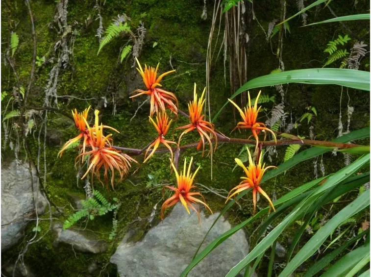 pitcairnia