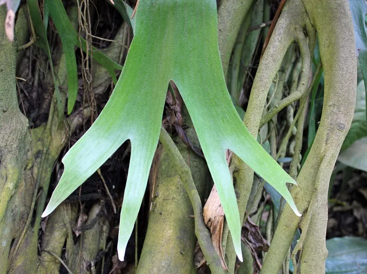 pianta alicorne