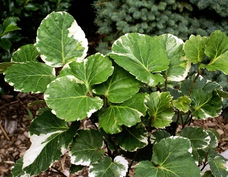 Polyscias 