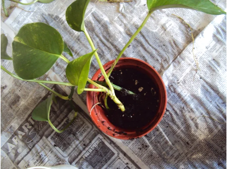 rinvaso pothos