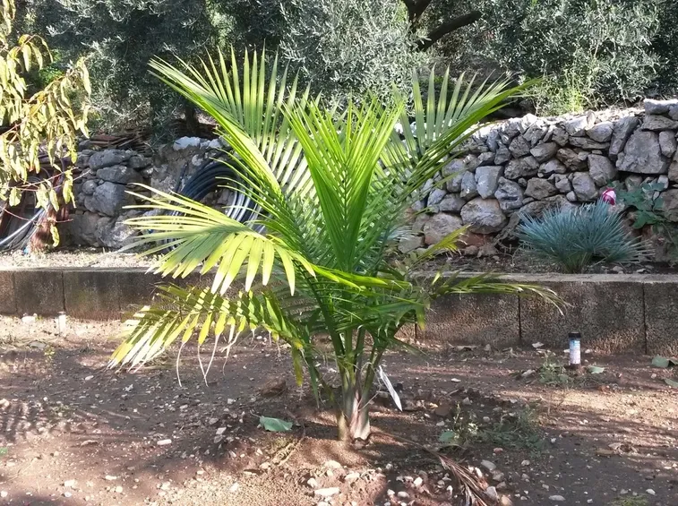 palma