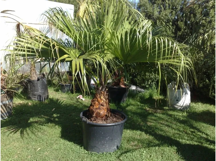 palma in giardino