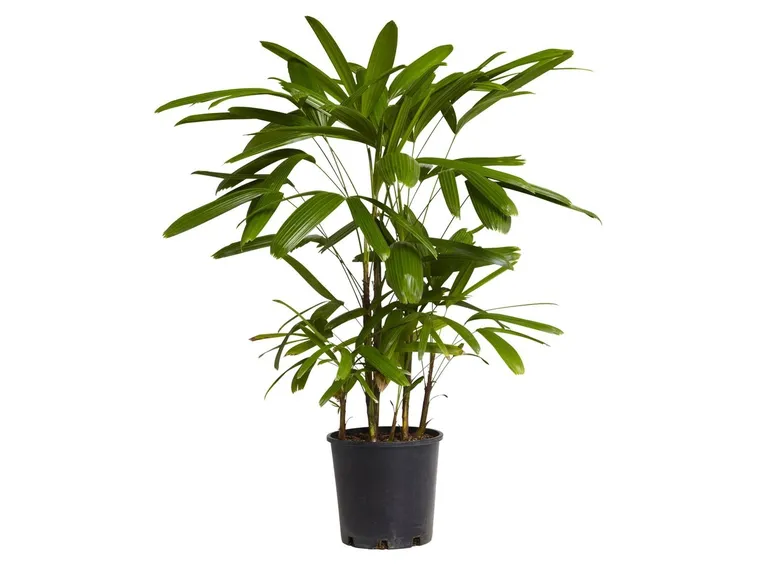 Rhapis