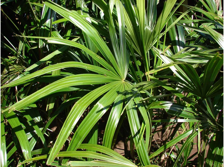 Rhapis
