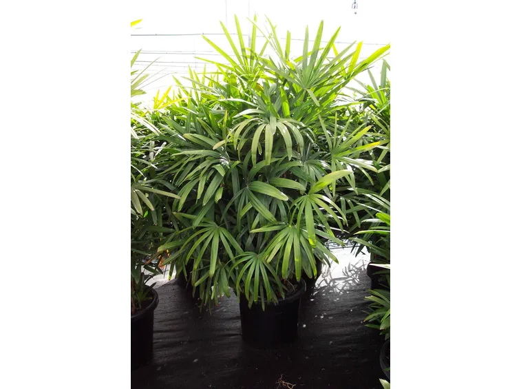 rhapis