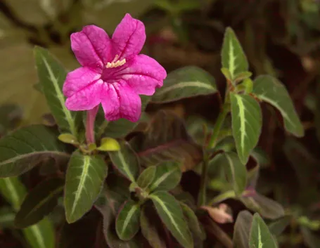 Ruellia makoyana