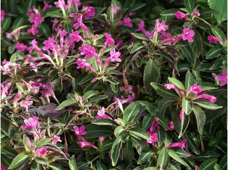 pianta ruellia
