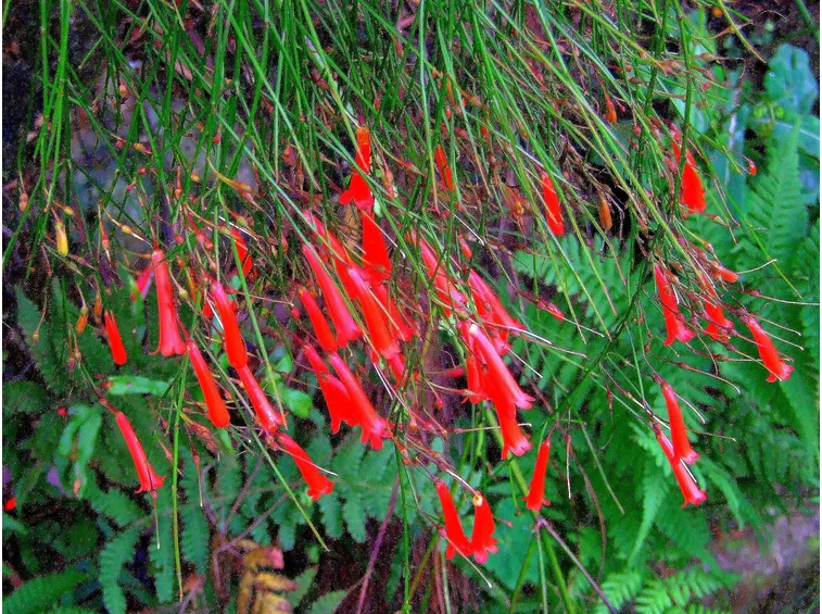 Russelia