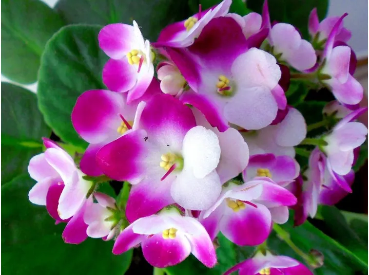 Violetta africana