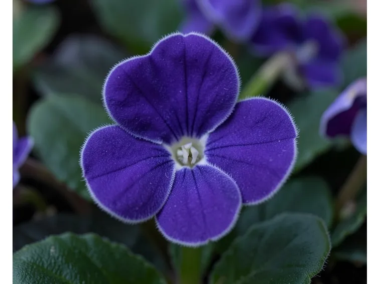 Saintpaulia ionantha