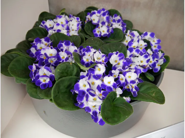 Saintpaulia bicolor