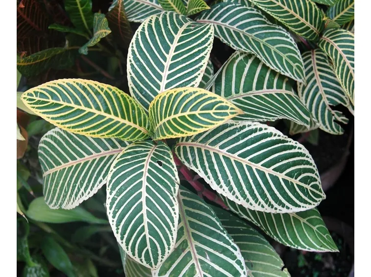 sanchezia piante
