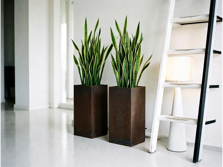 Sanseveria