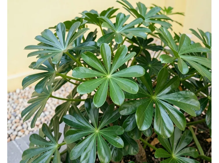 Schefflera arboricola