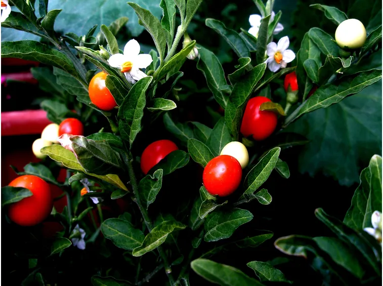 solanum