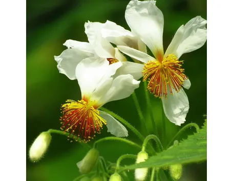 fiori Sparmannia 