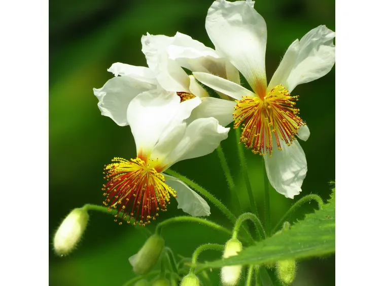 fiori Sparmannia