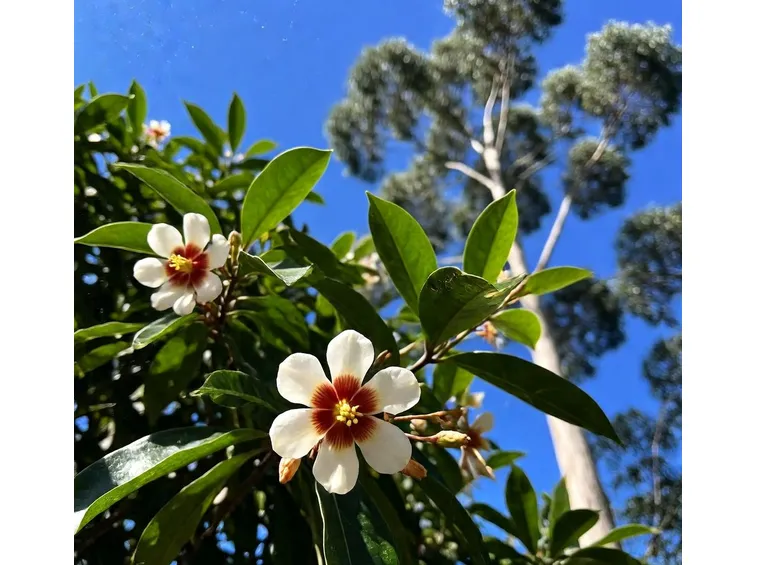 Sparmannia pianta