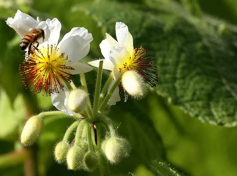 fiori sparmannia africana