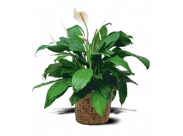 Fiore spathiphyllum