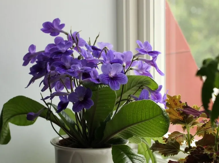 Streptocarpus