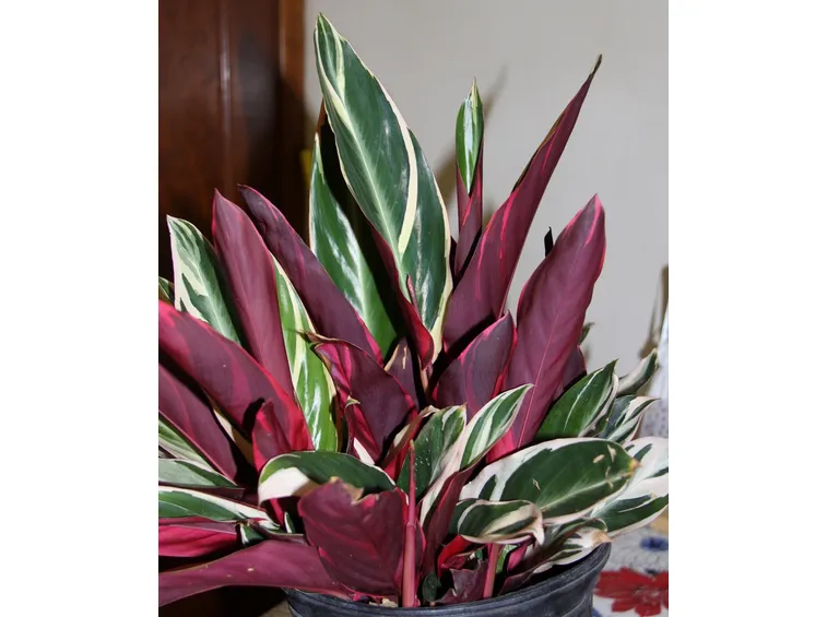 stromanthe