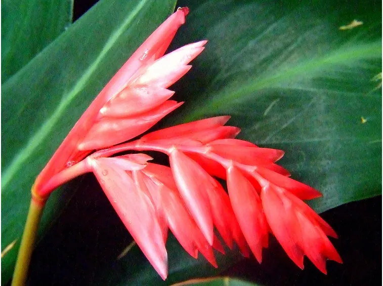 Stromanthe sanguinea