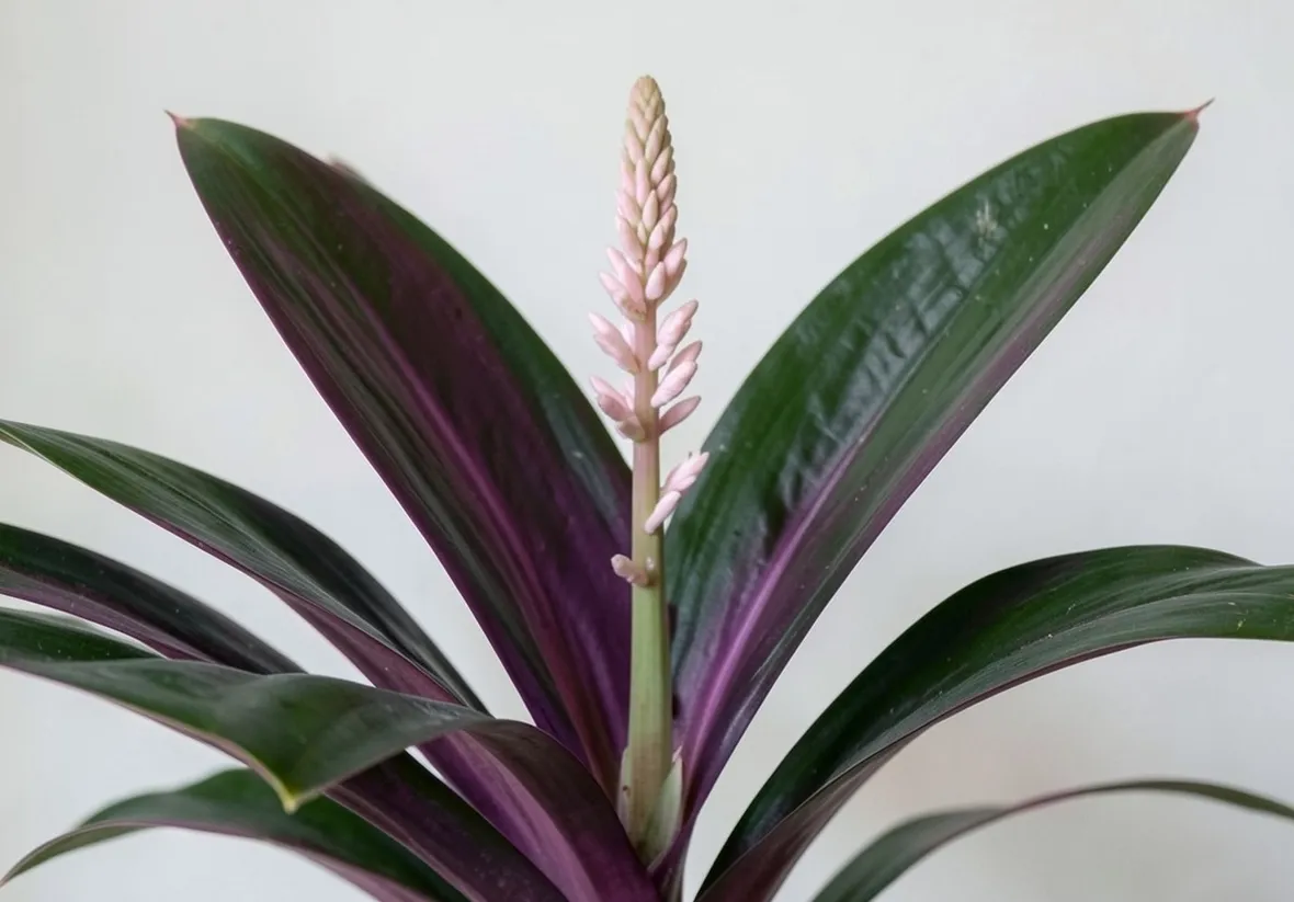 Stromanthe