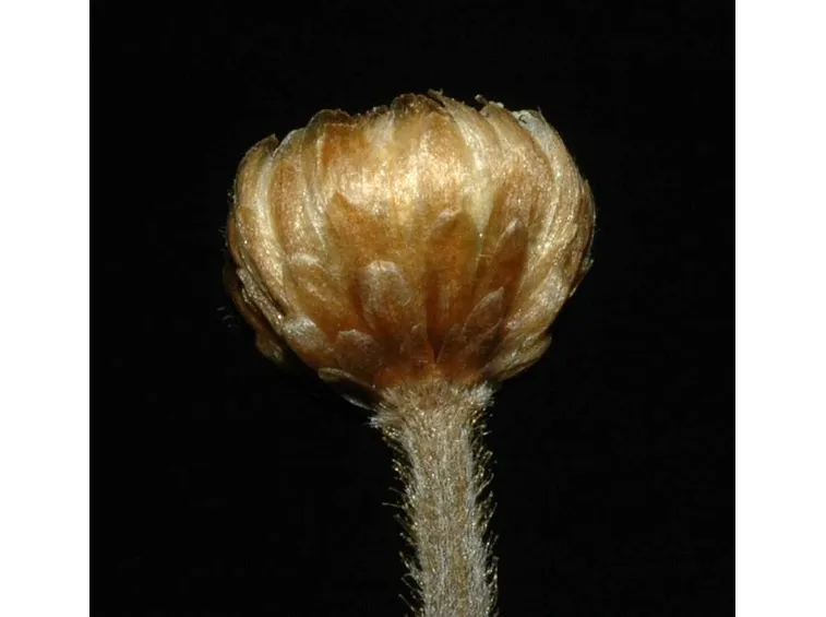pianta acquatica
