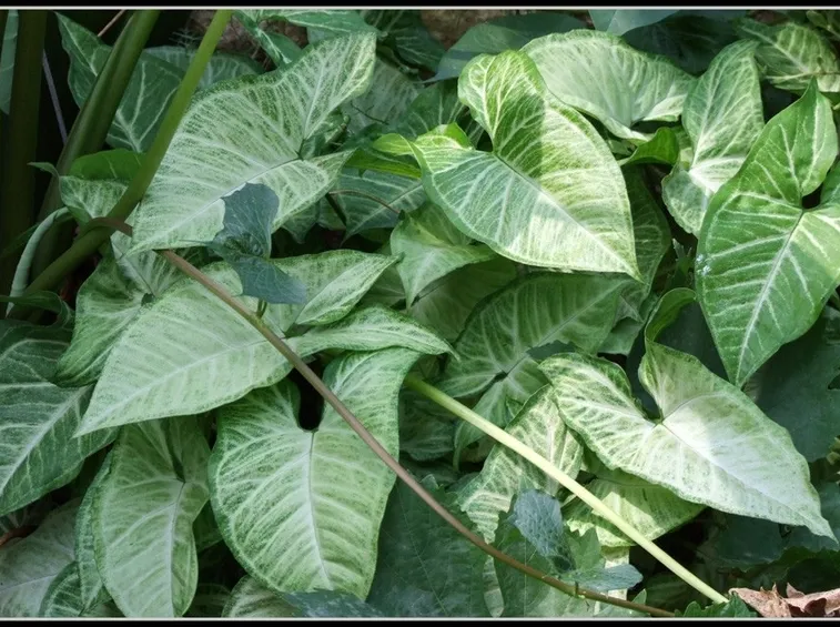 syngonium