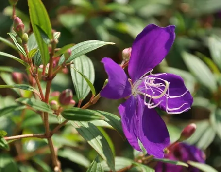 Tibucina  fiore