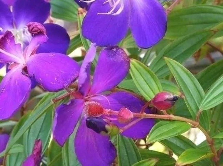 fiori tibouchina